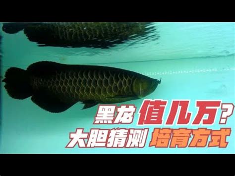 黑龍魚價格|亞洲龍魚 